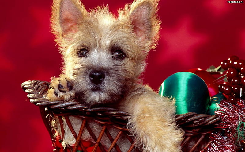 A christmas puppy, basket, cannie, ornament, puppy, HD wallpaper