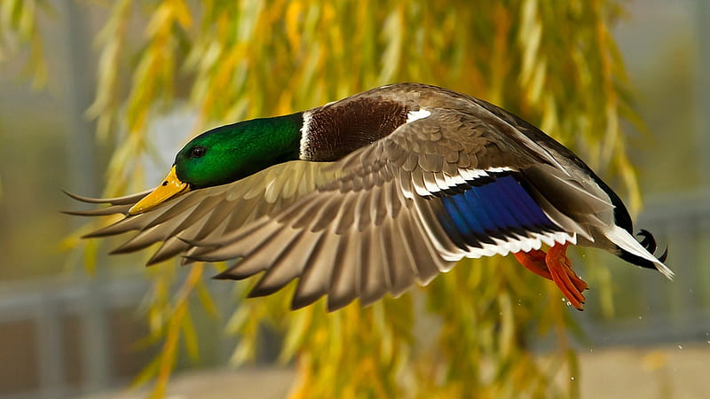 flying duck, fly, wings, duck, colors, animal, HD wallpaper