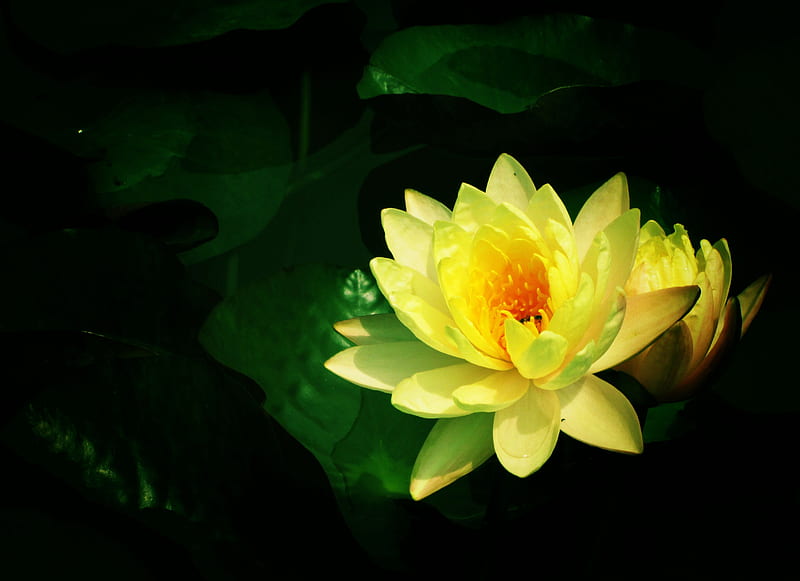Yellow Lotus, yellow, beauty, lotus, buddhist, HD wallpaper