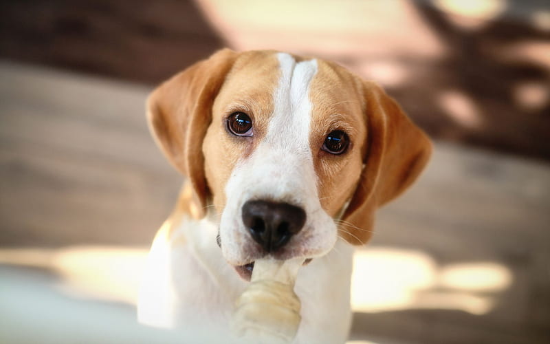 Beagle, close-up, dogs, funny dog, puppy, cute animals, pets, Beagle Dog, HD wallpaper