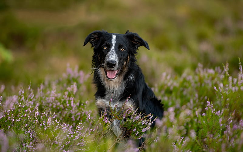 Border Collie, black cute dog, pets, flower field, dogs, HD wallpaper