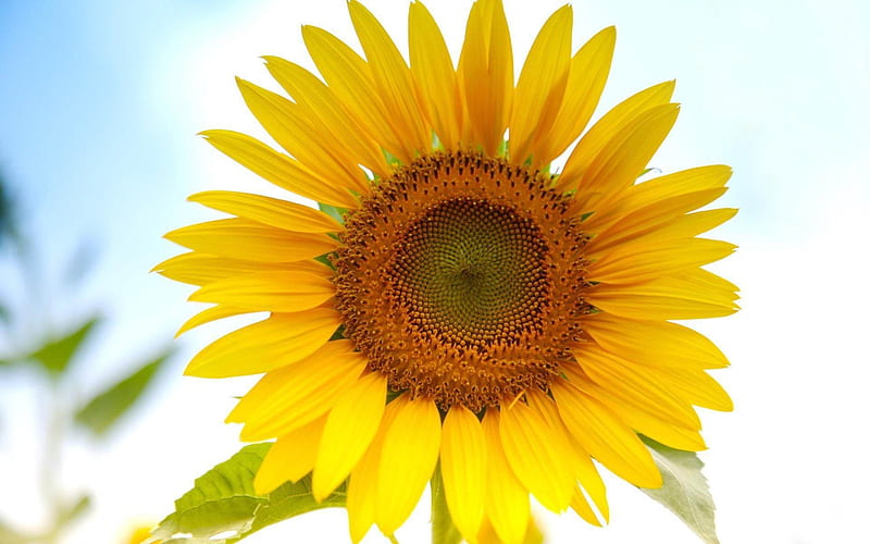 sunflower-beautiful flowers, HD wallpaper