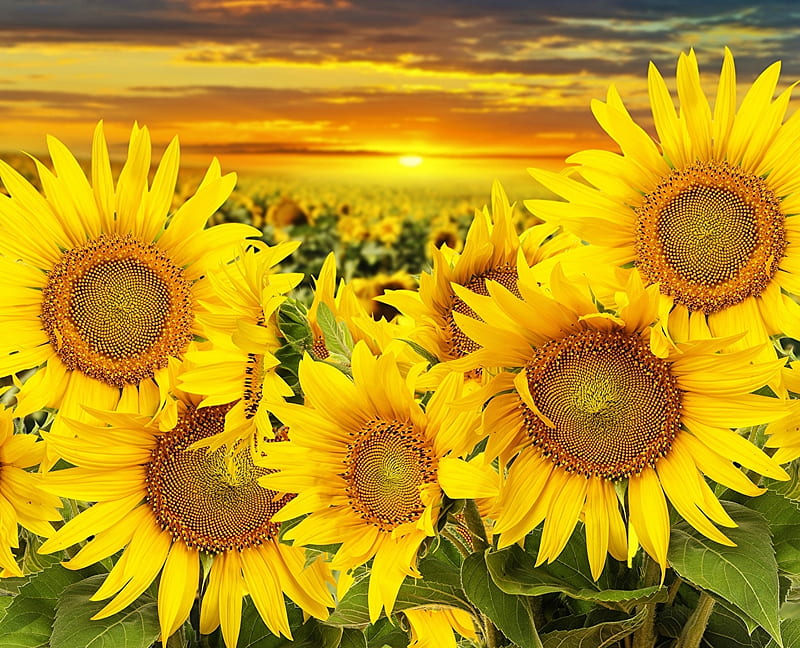 Sunflowers, Field, Flowers, Clouds, Sunset, HD wallpaper