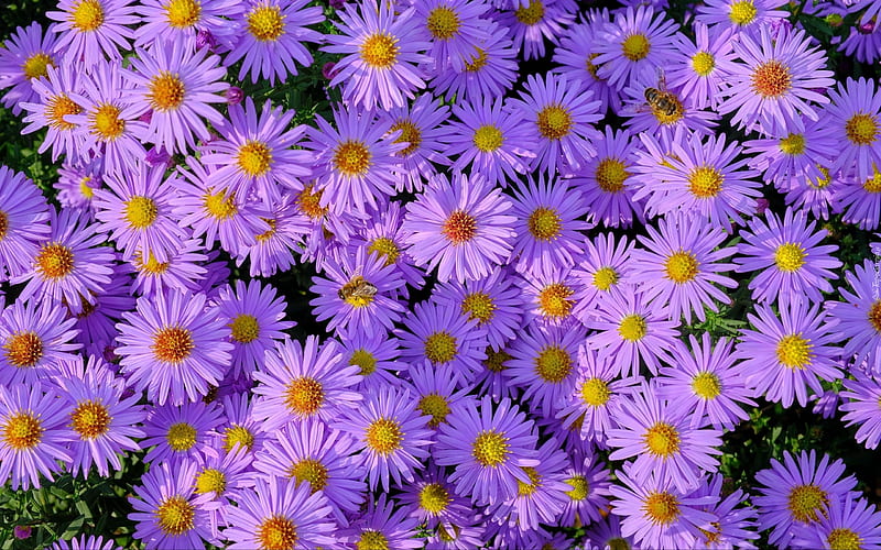 Asters and Bees, flowers, nature, purple, asters, bees, HD wallpaper