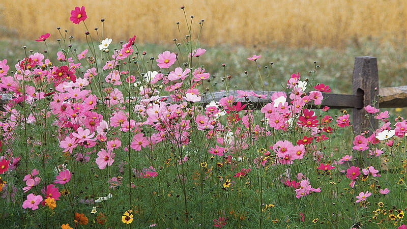 Pink Cosmos Flowers Field Wood Fence Background Flowers, HD wallpaper