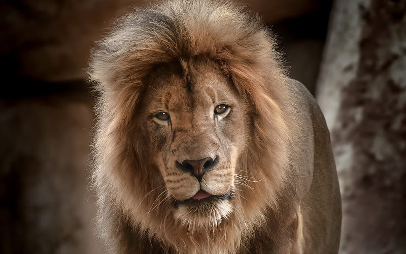 lion, Africa, wildlife, predator, dangerous beast, big lion, HD wallpaper