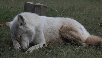 sad wolf crying
