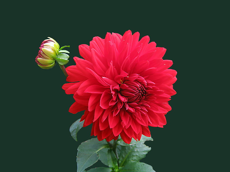 Red Dahlia Flower, HD wallpaper