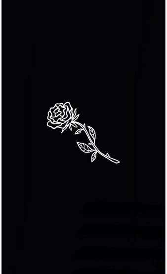 HD black rose wallpapers | Peakpx