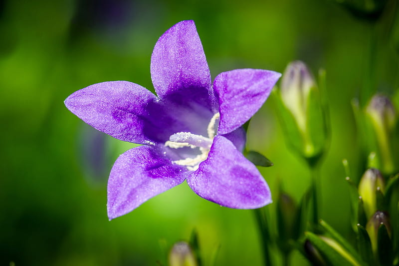 Flor de campana púrpura, flor, campana, naturaleza, púrpura, macro, Fondo  de pantalla HD | Peakpx