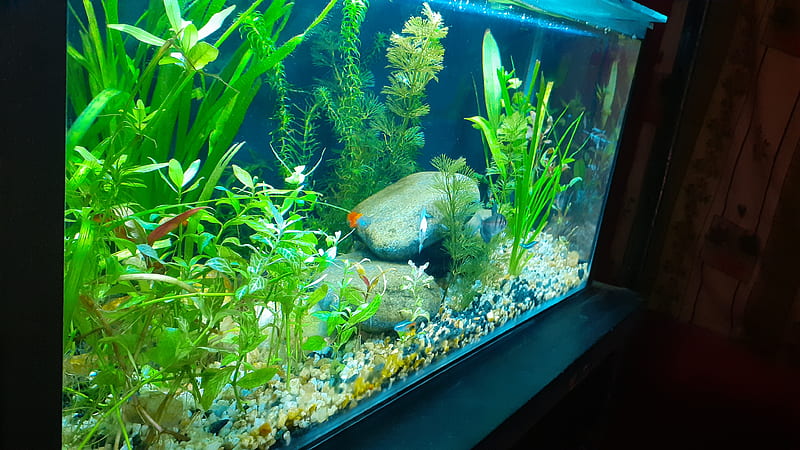 Fish tank, beautiful fishes, landscapes, planted tank, plants, wall, HD wallpaper