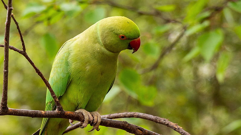 Green Parakeet Parrot Is Sitting On Tree Branch In Blur Green Background Birds, HD wallpaper