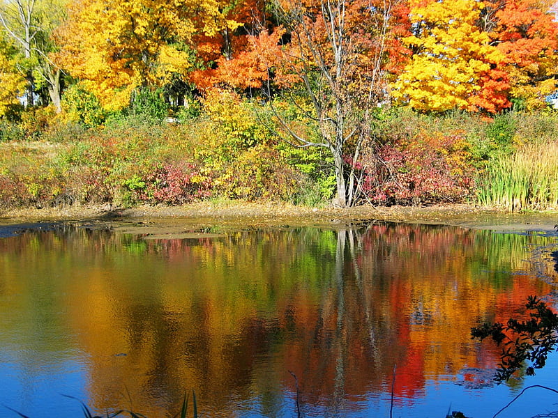 Duck pond in Wisconsin, Reflection of Fall Colors, Happy hunting Wisconsin Duckhunters, I often wonder if God could of made Fall last Longer, Cemetery hidden by Beautiful Fall Colors, HD wallpaper