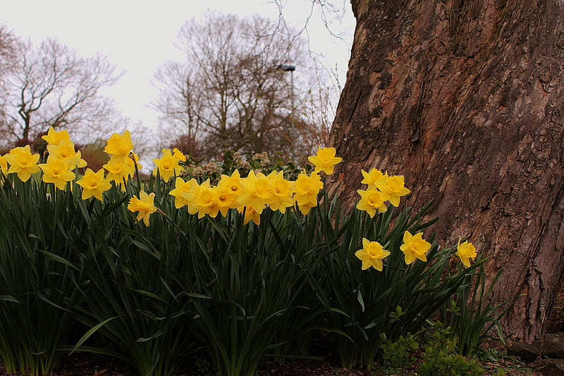 golden daffodils, park, flowers garden, bunch, HD wallpaper