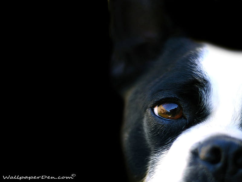 Brown Eyed Doggy!, nose, eye, black, white, eyes, HD wallpaper