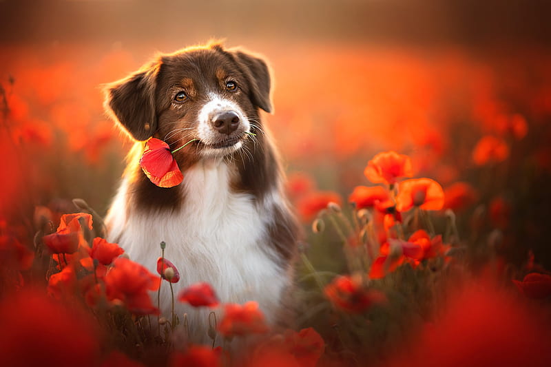 Dogs, Australian Shepherd, Dog, Pet, Flower, Poppy, HD wallpaper