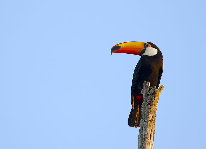 toucan, bird, beak, sky, HD wallpaper