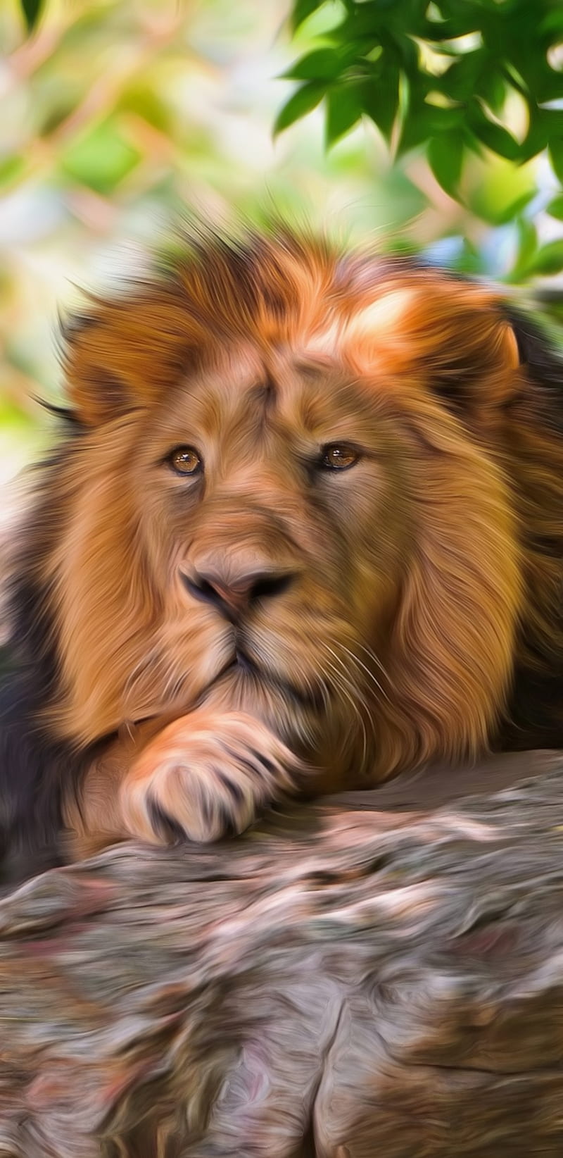 Majestic , face, jungle, king, land, lion, lions, my edit, HD phone wallpaper