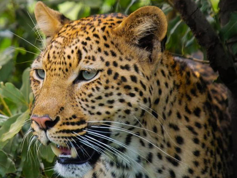 Leopard blue eyes, leopard, wild, cats, animals, blue, HD wallpaper | Peakpx Leopard blue eyes, leopard, wild, cats, animals, blue, HD wallpaper | Peakpx