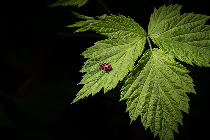 red and black ladybug on green leaf, HD wallpaper