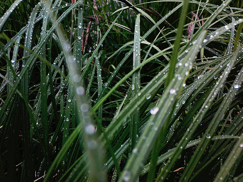 Foggy Dew, green, droplet, grass, dew, grass blade, river, fog, HD wallpaper