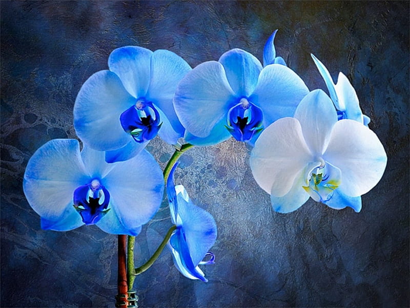 Blue Orchids, flower, painting, blue, orchid, HD wallpaper