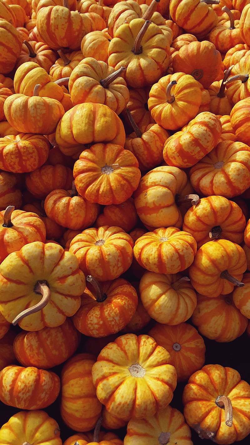 Pumpkins Ho autumn fall halloween harvest pattern pumpkin spooky  season HD phone wallpaper  Peakpx