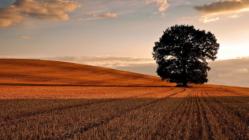 cut wheat fields, tree, fields, clouds, wheat, HD wallpaper