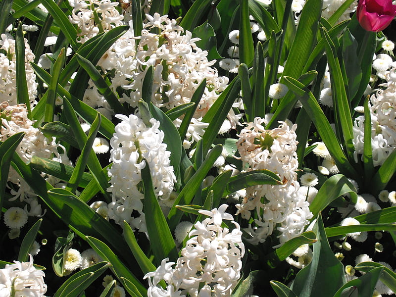 White hyacinth blooms, hyacinth, pretty, showy, flowers, white, HD wallpaper