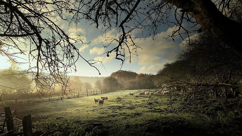 sheep grazing in morning mist, fence, sheep, grass, grazing, fields, morning, mist, HD wallpaper