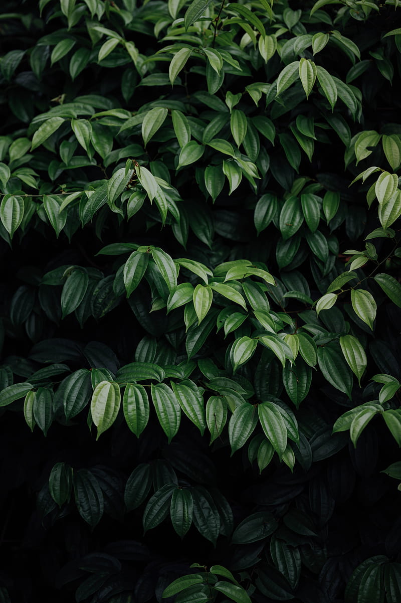 leaves, plant, dark, brilliant, HD phone wallpaper