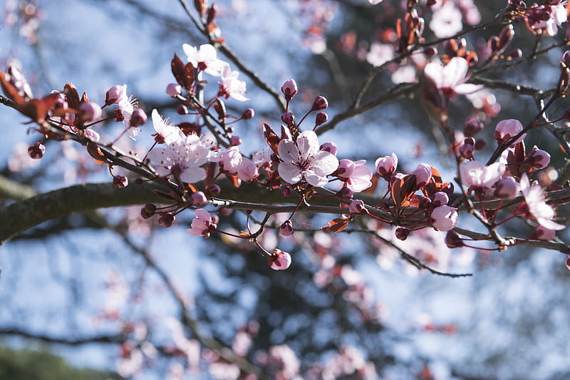 Selective Focus graphy of Pink Cherry Blossoms, HD wallpaper