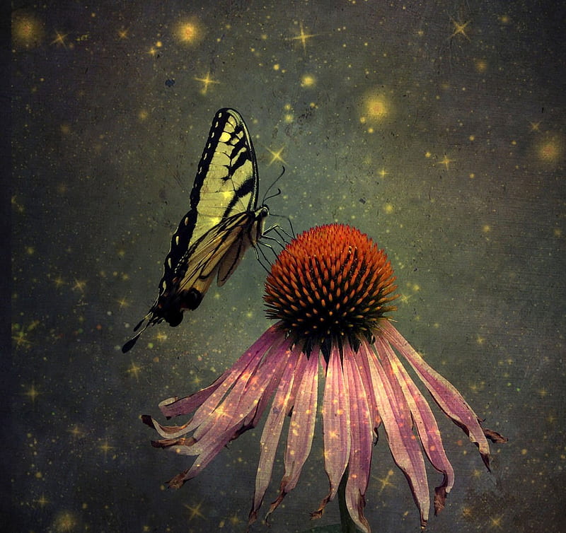 BUTTERFLY BLISS, cone, butterfly, flower, monarch, pink, bliss, HD wallpaper