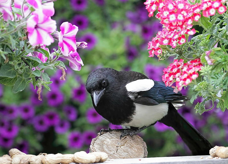 magpie visit, summer, flowers, bird, magpie, HD wallpaper