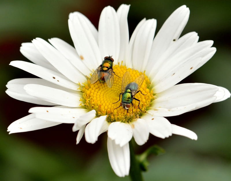 Partners In Crime, honeybees, wasps, hornets, pollination, bees, HD wallpaper