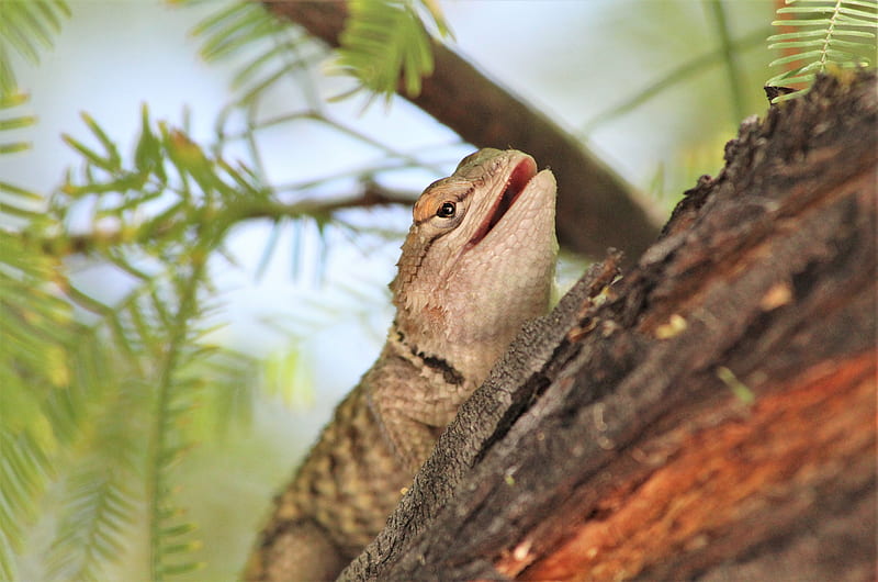 lizard, reptile, bark, branch, HD wallpaper