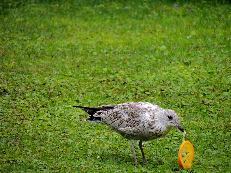 Seagull Getting His Vitamin C, Orange Slice, Summer, Seagull, Grass, graphy, Bird, HD wallpaper