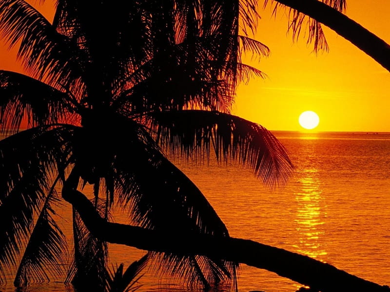 Beach Sunset, beach, nature, palm, sunset, reflection, trees, HD ...