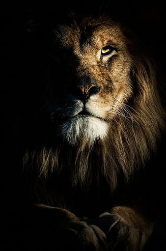 Lion, animal, face, king, leon, lions, look, wild, HD phone wallpaper |  Peakpx