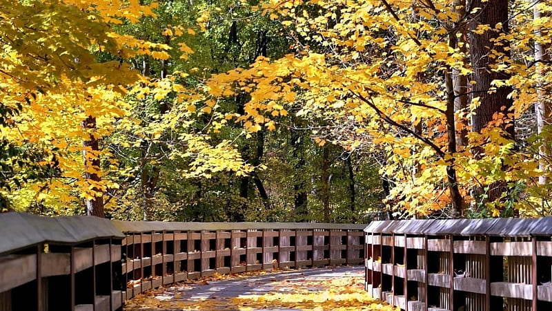 Wooden bridge, autumn, brown, yellow, tree, leaves, bridge, path, way, wooden, HD wallpaper