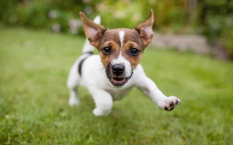 Jack Russell Terrier puppy, pets, dogs, running dog, cute animals, Jack Russell Terrier Dog, HD wallpaper