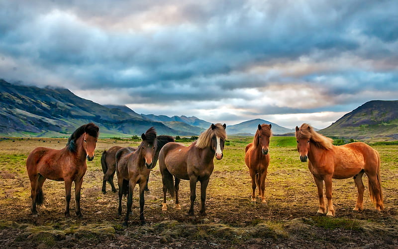 horse, mountains, herd of horses, wildlife, green field, HD wallpaper