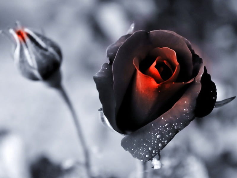Beautiful Black Rose Wallpaper Images httpwwwwallpaperidolcombeautiful blackrosewallpaperimages  Hoa hồng đen Hoa hồng Hình ảnh