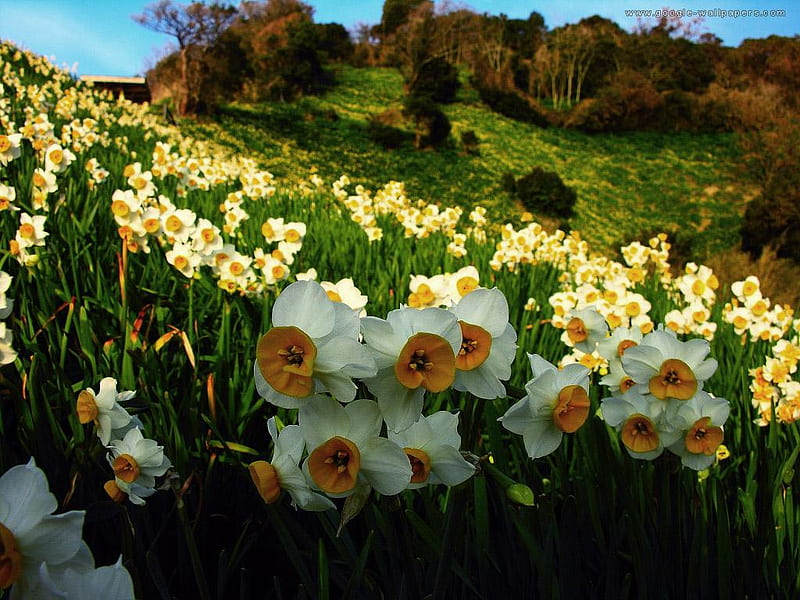 narcissus, grass, yellow, bonito, sky, flowers, white, hill, blue, HD wallpaper