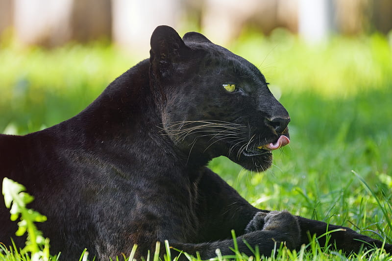 panther, animal, big cat, protruding tongue, black, HD wallpaper