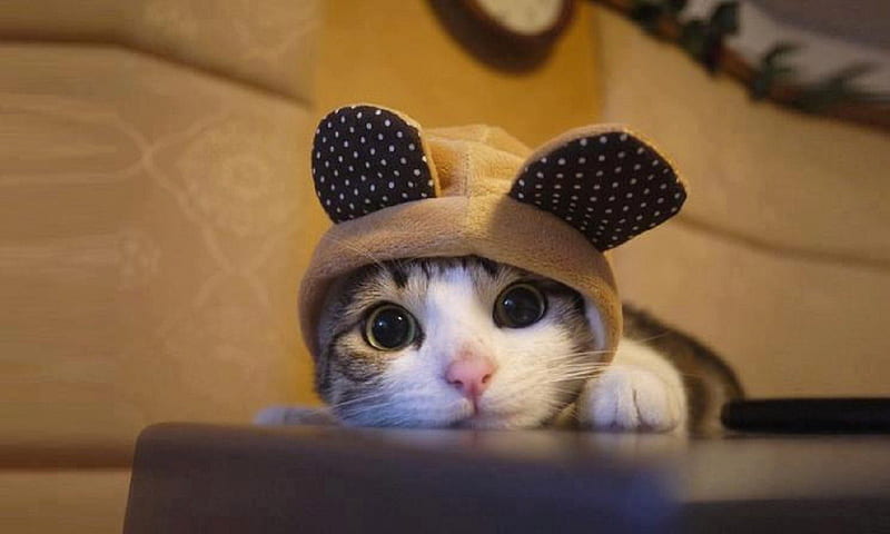Cute Kitty Sporting Bunny Ears, brown, ears, playful, bunny, cats, animals, hat, HD wallpaper