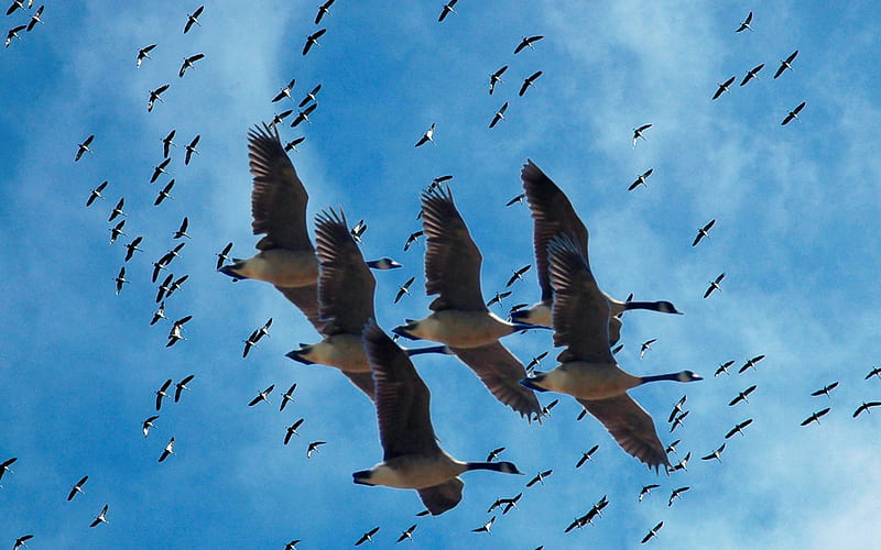 Cranes migration, migration, wading bird, crane, birds, bonito, sky, clouds, animal, grue, bird, oiseau, cranes, animals, blue, HD wallpaper