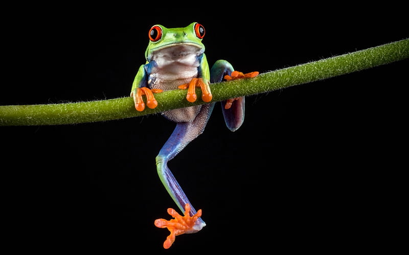 Tree Frog, colorful, frog, eyes, animals, HD wallpaper