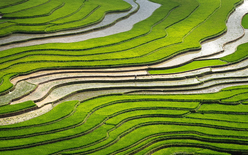 Farmer, farming, field, food, paddy, rice, sun, sunset, HD phone wallpaper  | Peakpx