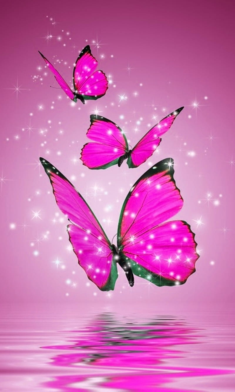 Download Blue And Cute Pink Butterfly Colors Wallpaper  Wallpaperscom